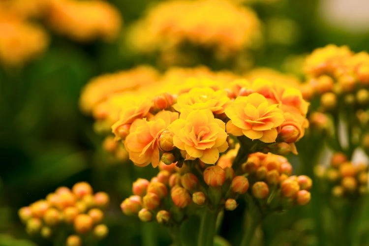 Kalanchoe bien exposé