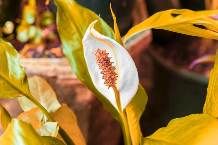 Arum avec des feuilles jaunes