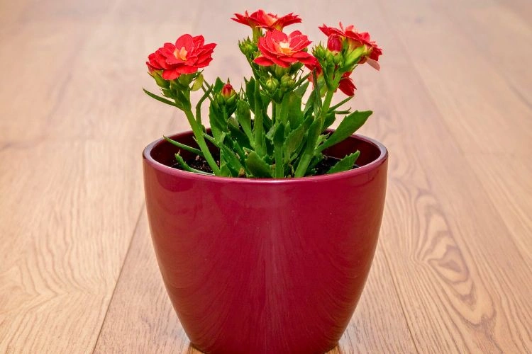 Kalanchoe en pot