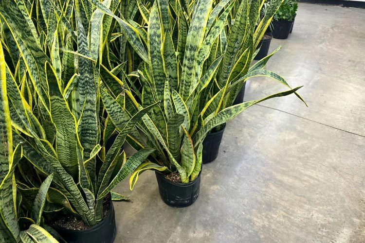 Langue de belle-mère en pot