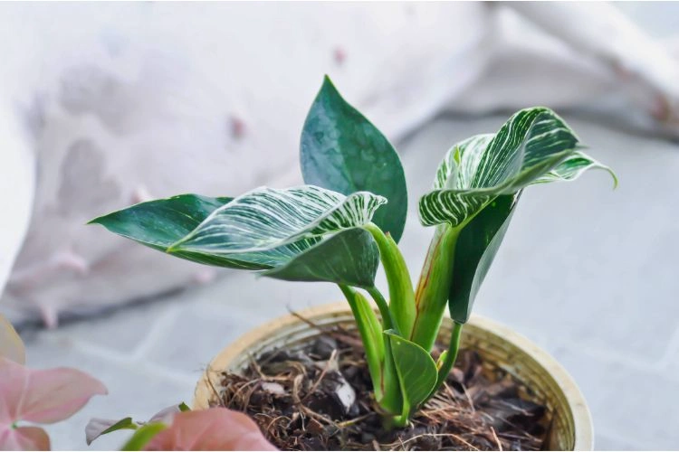 Philodendron exposer parfaitement