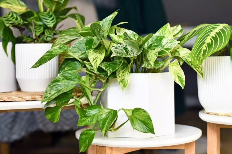 Pothos posé sur un support