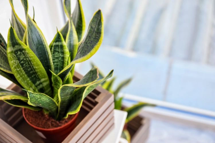 Sansevieria en pot