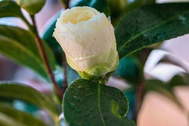 Camélia mouillé