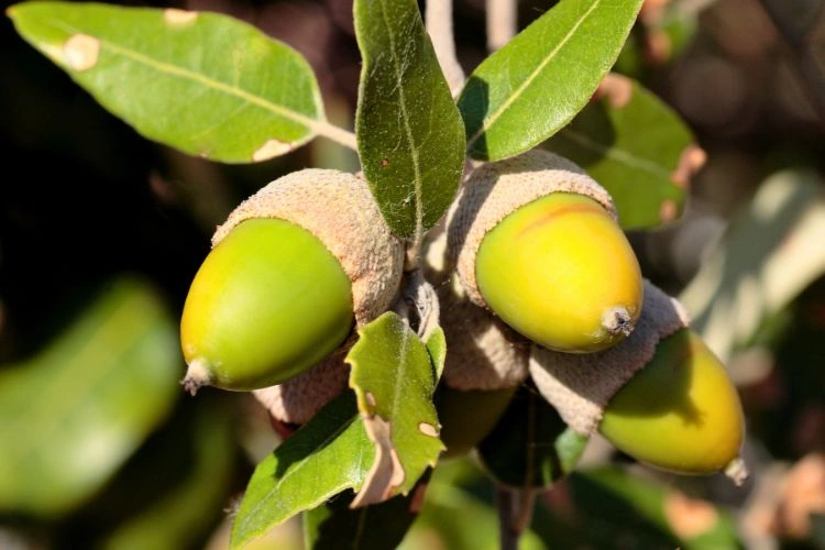 Feuilles de chênes vert légèrement tâcheté