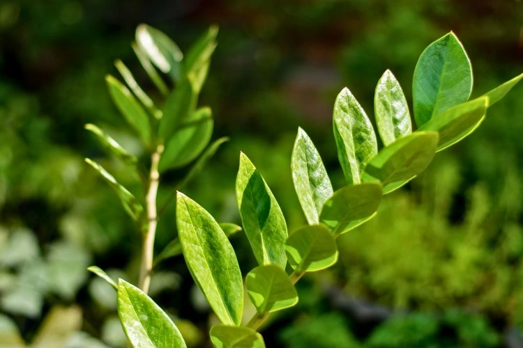 Zamioculcas zamiifolia dans un bon emplacement