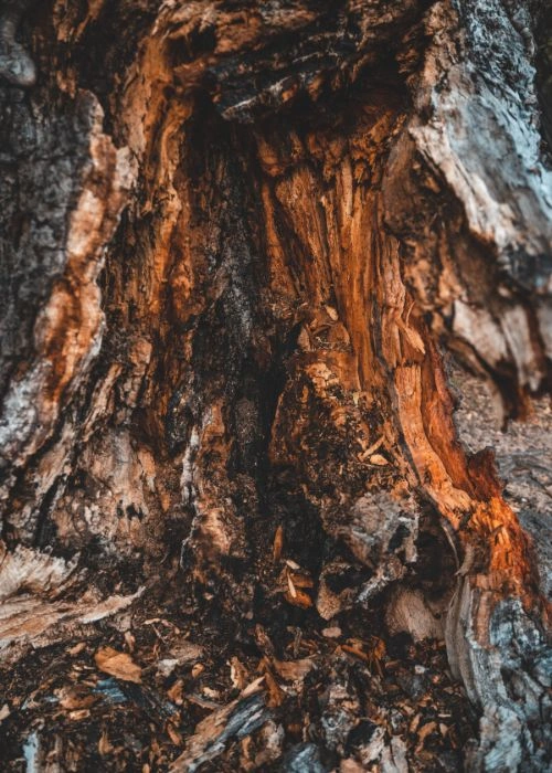 Maladie de l'encre de chênes