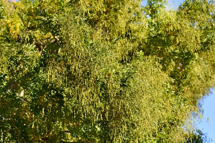 Grand arbre de Séphora du Japon