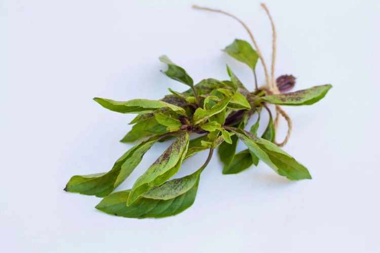 Basilic avec des feuilles tombantes