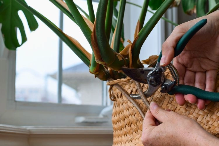 Personne en train de couper des racines aériennes d'un monstera