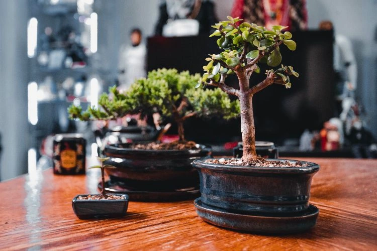Petite plante de bonsaï ficus retusa