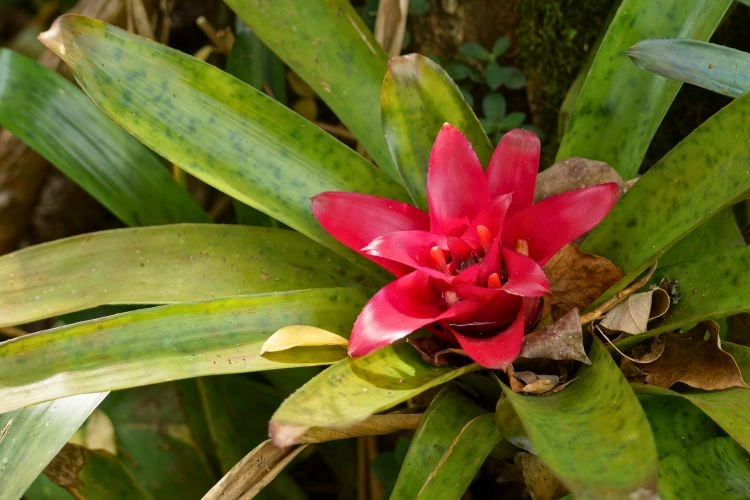 Bromelia guzmania sec
