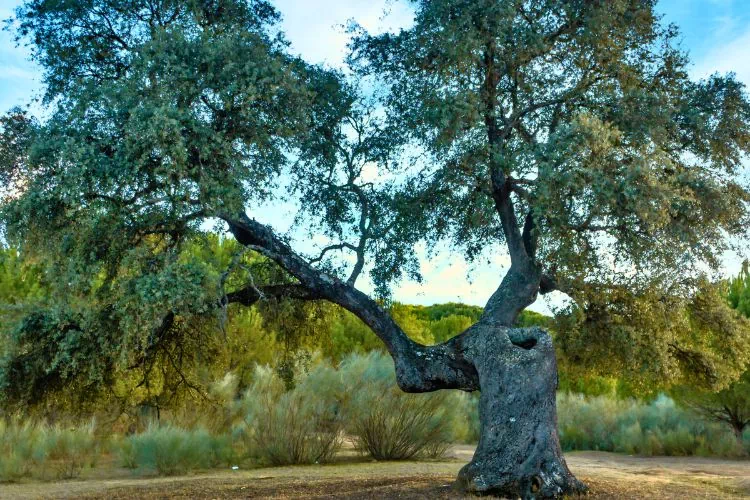Grand chêne vert malade