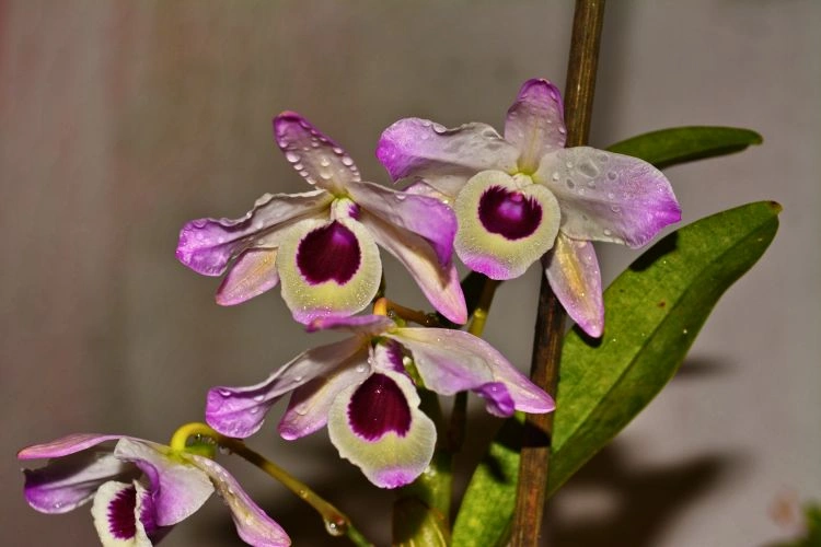 Dendrobium nobile mouillé