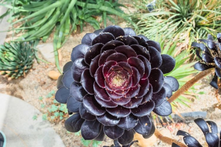 Schwarzkopf dans un jardin