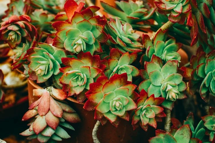 Sedum palmeri