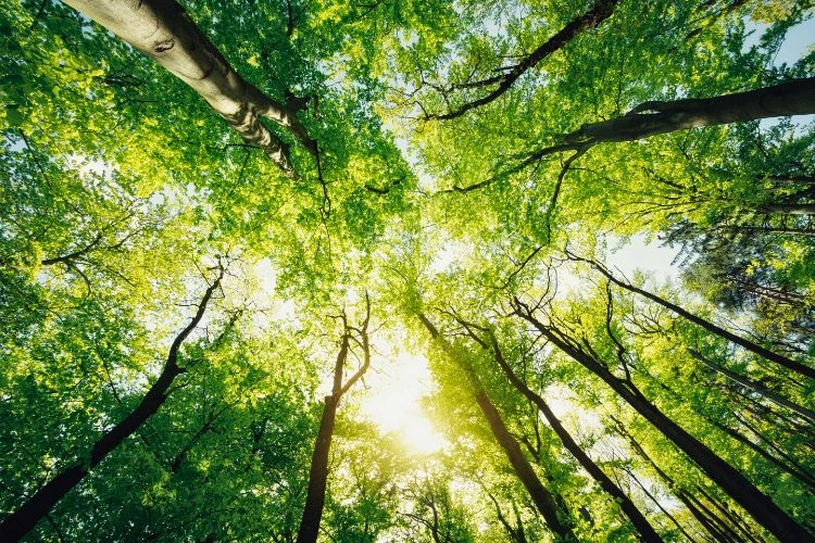 Petite forêt de plantation de hêtre