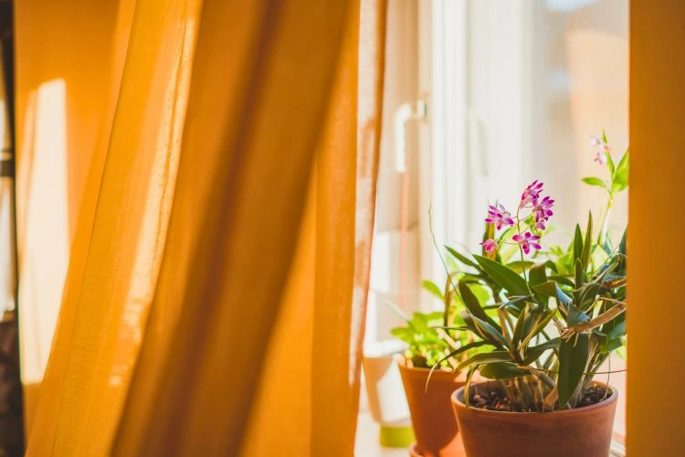 Dendrobium berry oda en pot