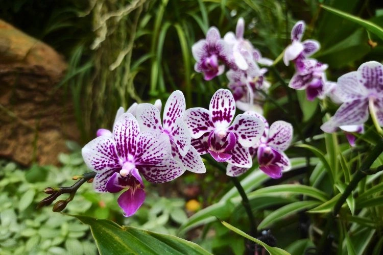 Dendrobium phalaenopsis tacheté violet