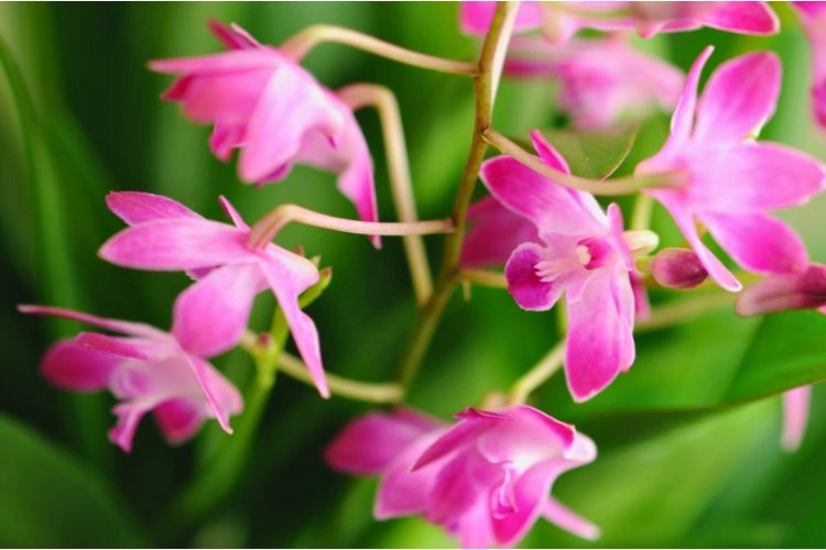 Dendrobium berry oda