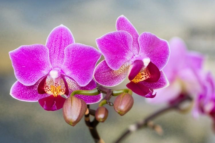 Phalaenopsis schilleriana