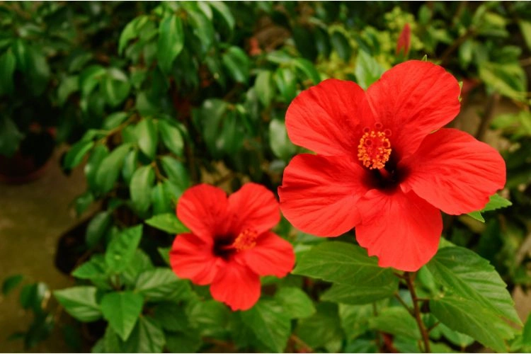 Plante d'hibiscus