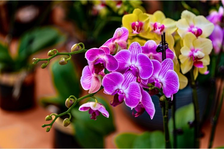Vappodes phalaenopsis violet et jaune
