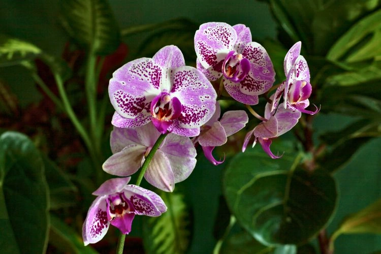 Orchidée phalaenopsis violet