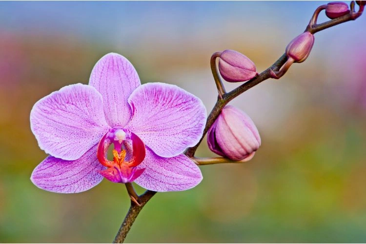 Orchidée phalaenopsis