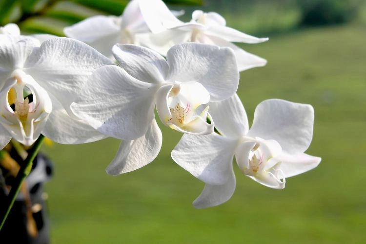 Orchidée phalaenopsis aphrodite