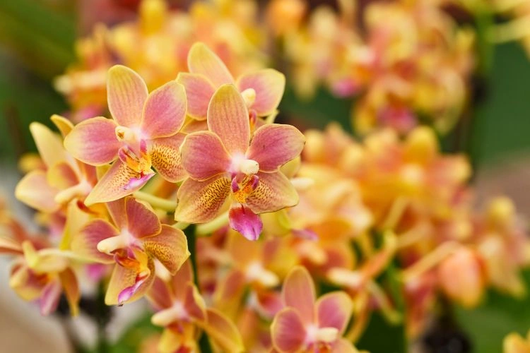 Orchidée phalaenopsis jaune