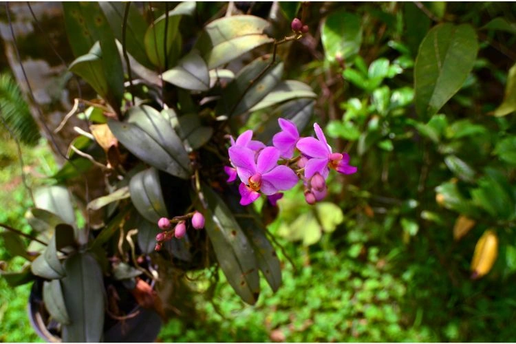 Orchidée phalaenopsis equestris avec des feuilles violettes