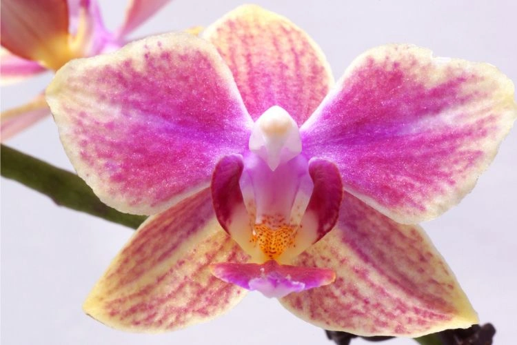 Orchidée phalaenopsis gigantea
