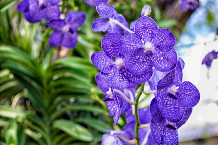 Jolie fleur d'orchidée vanda coerulea