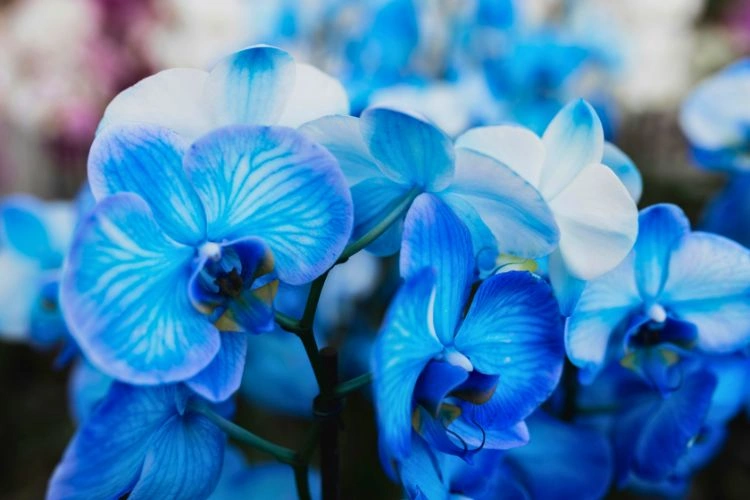 Orchidée bleue