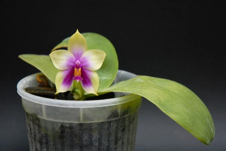 Phalaenopsis bellina en pot