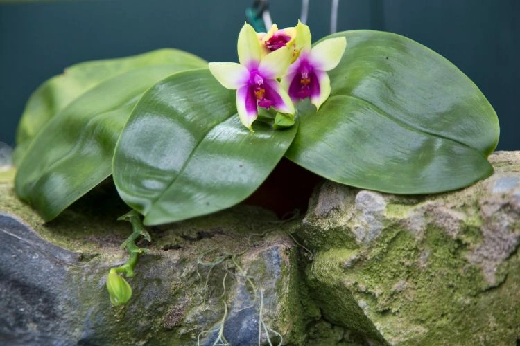 Feuillles de phalaenopsis bellina