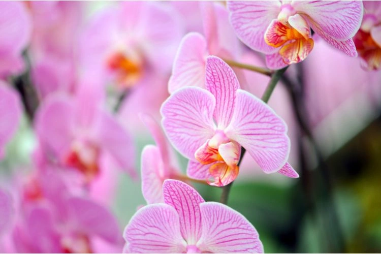 Orchidée phalaenopsis equestris avec des feuilles roses