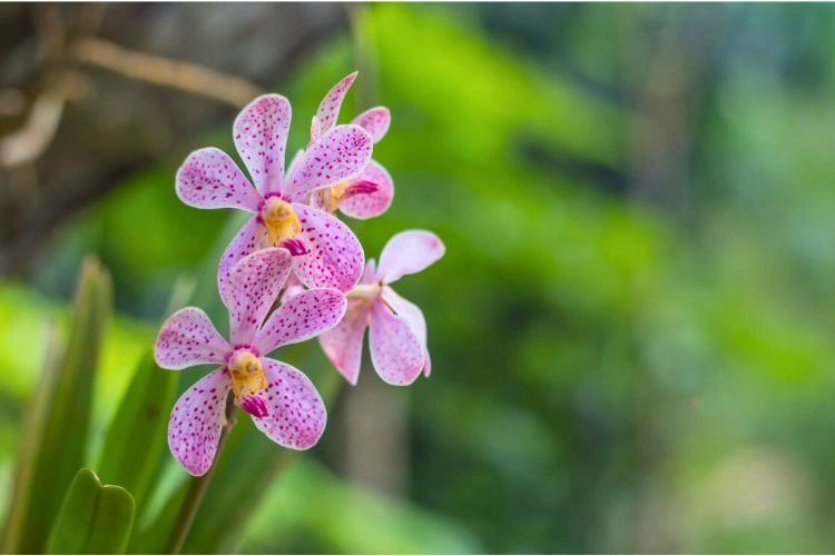 Phalaenopsis schilleriana