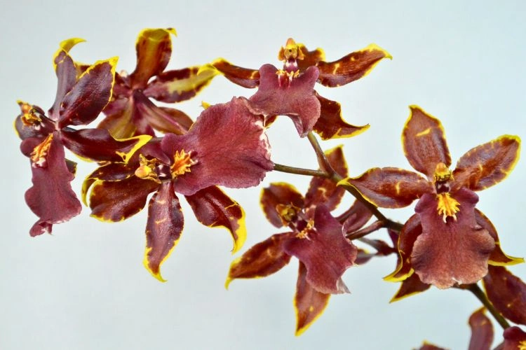 Orchidée Cambria