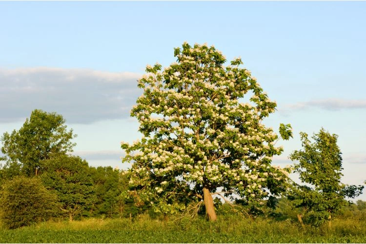 Catalpa