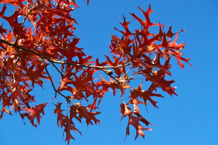 Chêne rouge