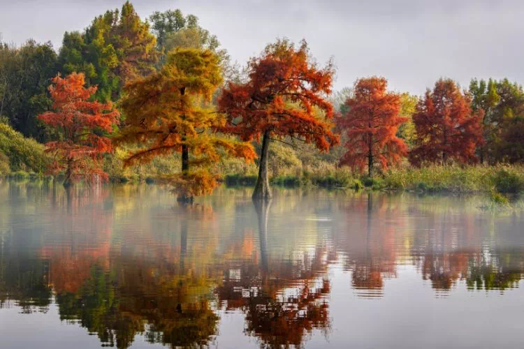 Cyprès chauve en automne