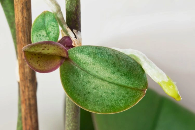 Keiki orchidée avec des feuilles