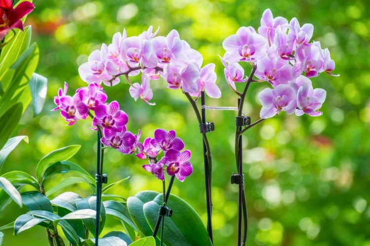 Orchidées miniatures