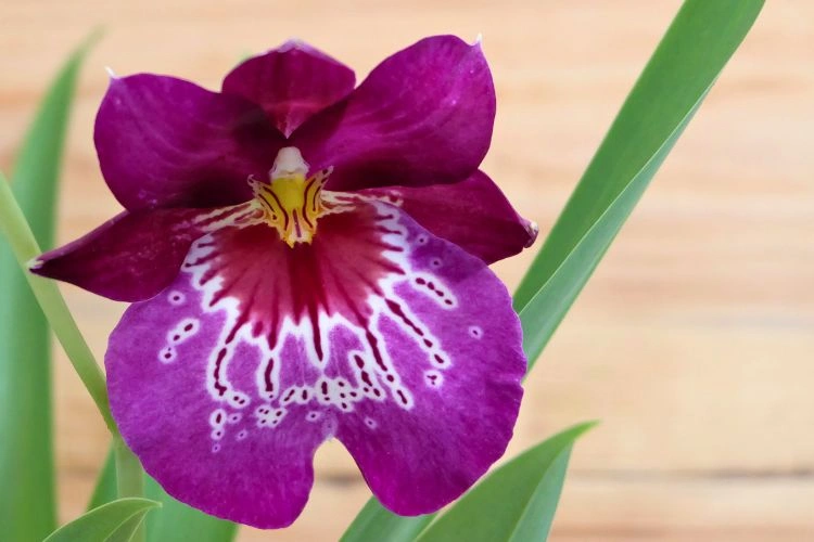 Fleure de miltoniopsis