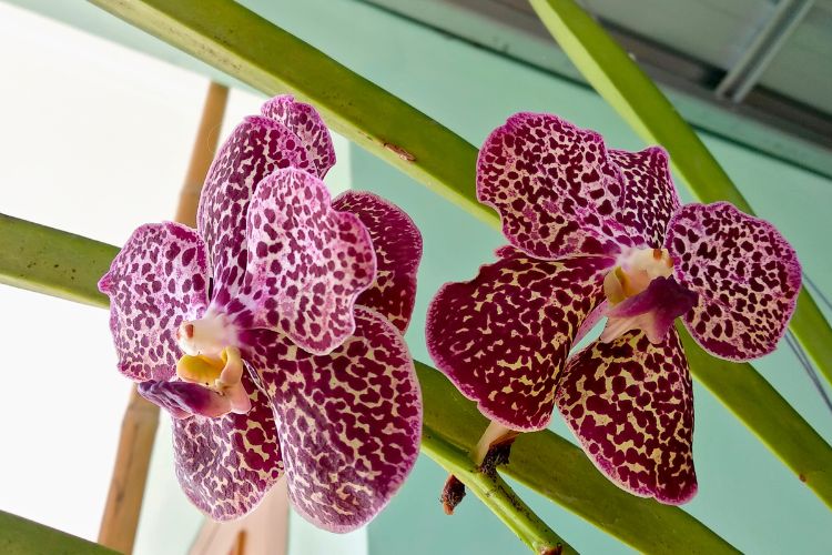 Orchidée odontoglossum