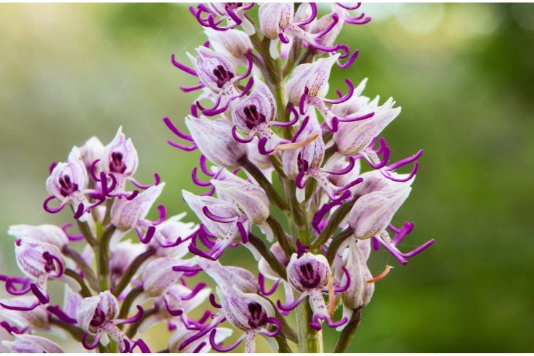 Fleur d'orchidée singe
