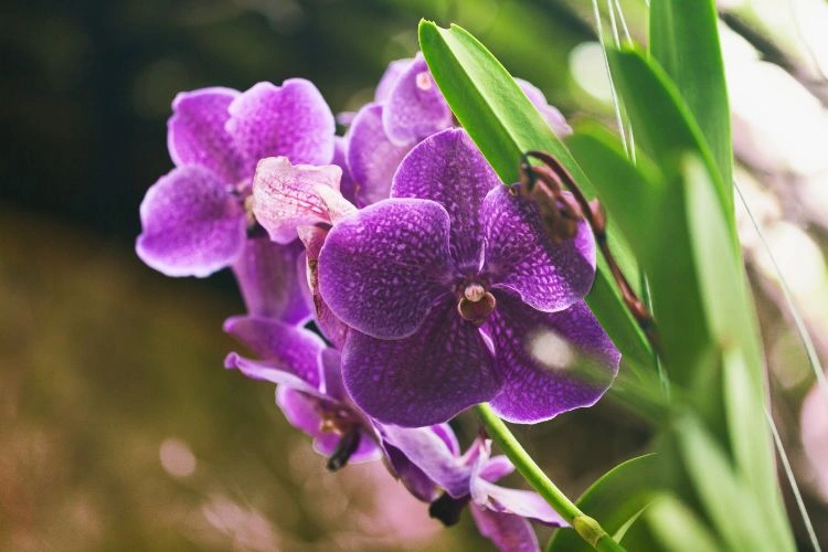 Orchidée vanda violet