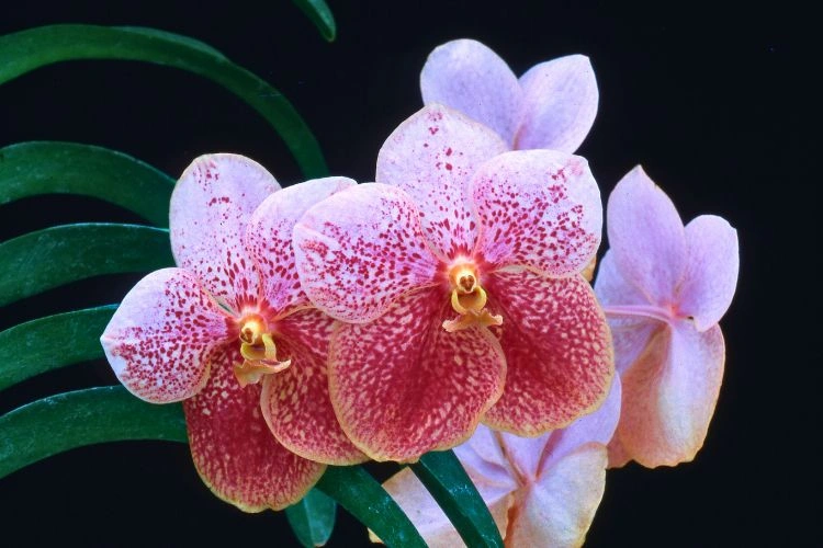 Orchidée vanda rose et rouge
